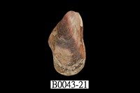 藏品(雲雀殼菜蛤)的圖片